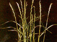 라이그라스 짚 (Ryegrass straw )