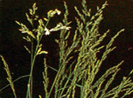 톨페스큐 (Tall fescue)