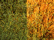 버뮤다그라스 (Bermuda grass)