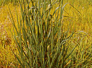 티모시건초 (Timothy hay)