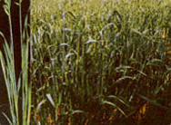 연맥건초 (Oats hay)