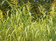 수단그라스 (Sudan grass)