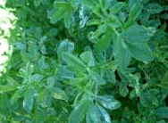 알팔파 베일 (Altalfa)