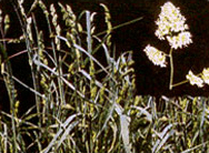 오차드그라스 (Orchardgrass)